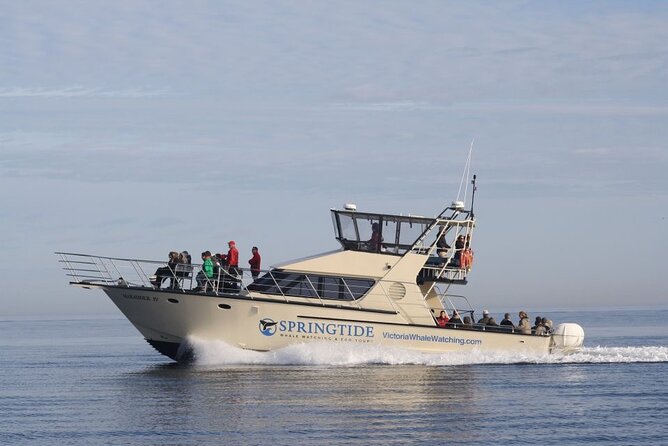 Victoria Whale Watch Tour - A whale watch that feels built for spotting, not sitting still