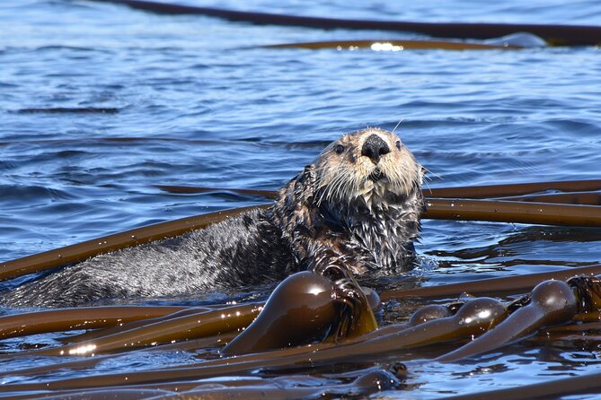 Victoria Whale Watch Tour - The 60ft Ocean Cruiser: your comfort strategy in changing weather