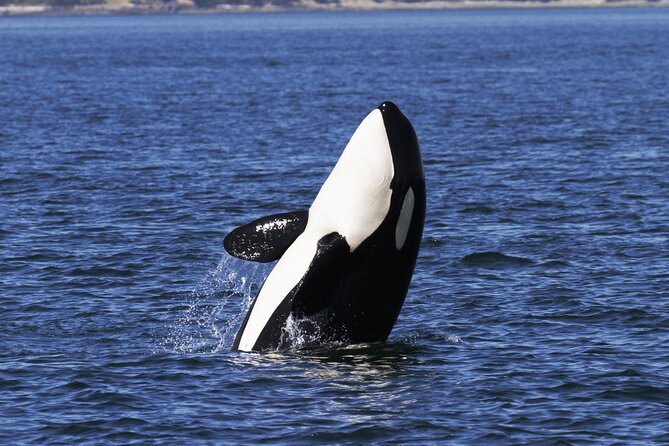 Victoria Whale Watch Tour - Onboard naturalists: what makes the commentary useful