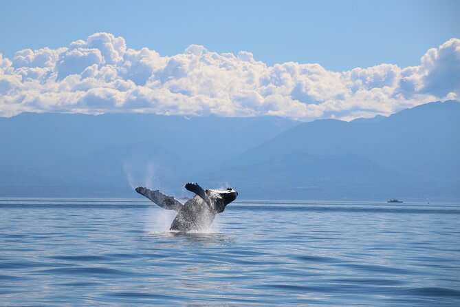 Victoria Whale Watch Tour - Timing in Victoria: morning vs afternoon departures