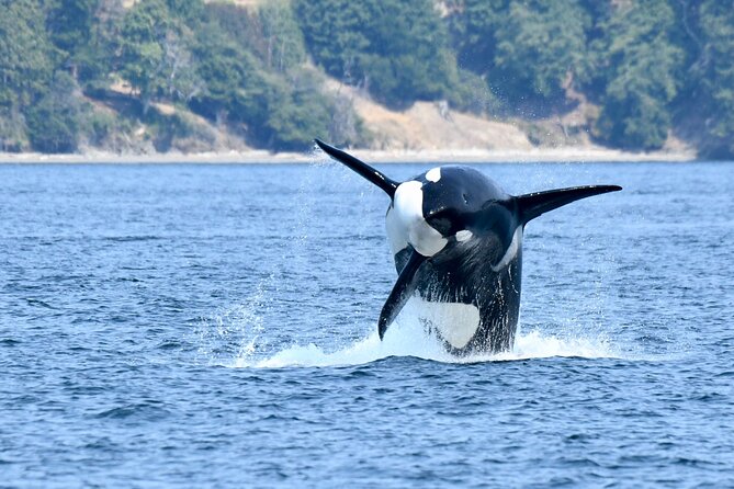 Victoria Whale Watch Tour - How likely are you to see orcas and humpbacks?