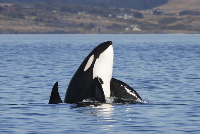 Victoria Whale Watch Tour - Your wildlife wish list: orcas, humpbacks, and the extras