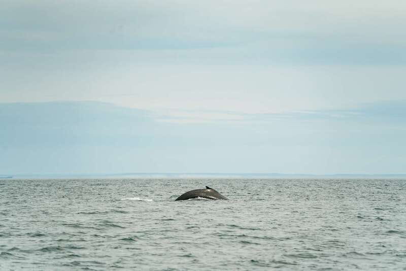 Victoria: Whale Watching Adventure in a Zodiac Boat - Why a Victoria Zodiac Whale Watch Feels Different Than a Big-Boat Tour