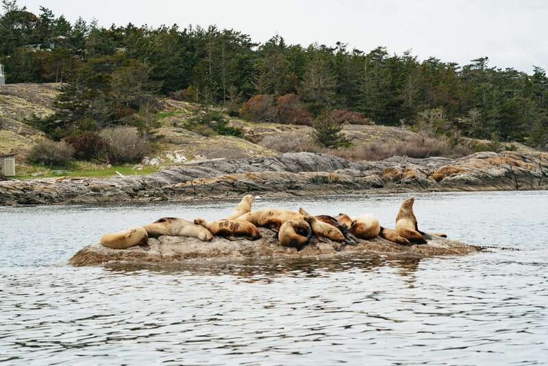 Victoria: Whale Watching Adventure in a Zodiac Boat - The 3-Hour Plan: From Victoria’s Inner Harbour to Wildlife Search