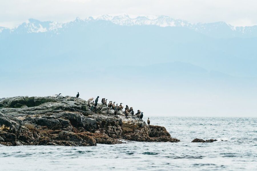 Victoria: Whale Watching Adventure in a Zodiac Boat - Wildlife You Can Expect to See (And Why Variety Is a Win)