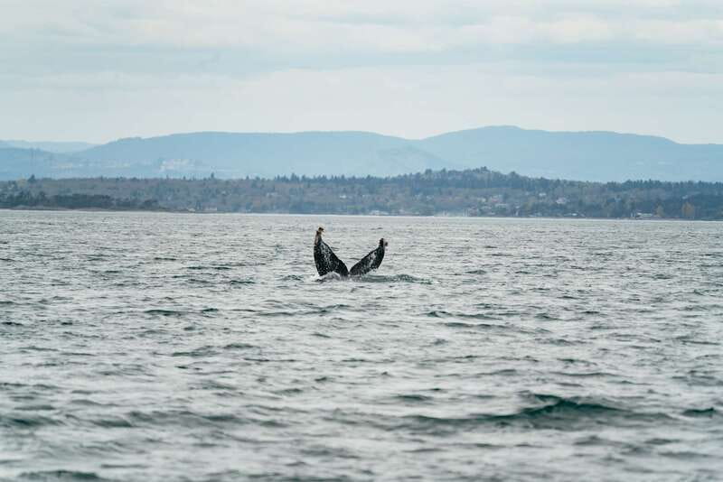 Victoria: Whale Watching Adventure in a Zodiac Boat - The Zodiac Ride: Fun, Yes, But Plan for Wind and Water