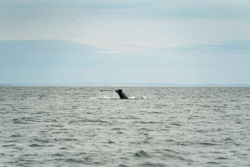 Victoria: Whale Watching Adventure in a Zodiac Boat - Comfort, Safety, and Who Should Rethink This Trip