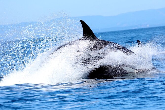 Victoria Whale Watching Cruise with Expert Naturalists - Boat comfort, waves, and what to wear so you enjoy it