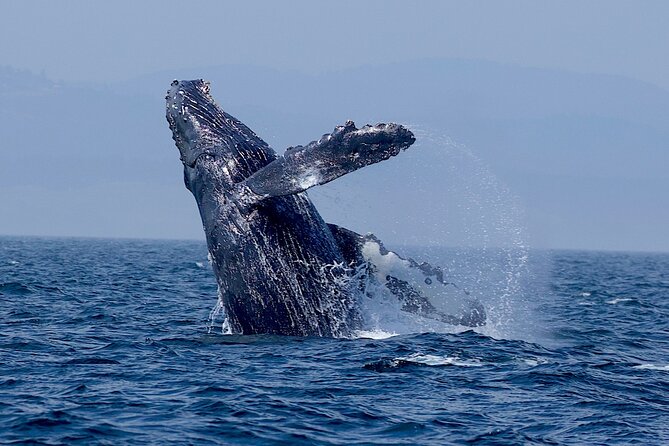 Victoria Whale Watching Cruise with Expert Naturalists - Wildlife you can expect—and how to make your spotting count