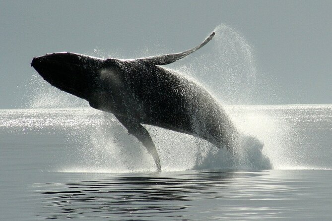 Victoria Whale Watching Cruise with Expert Naturalists - Price and value: is $134.02 for 3 hours worth it?