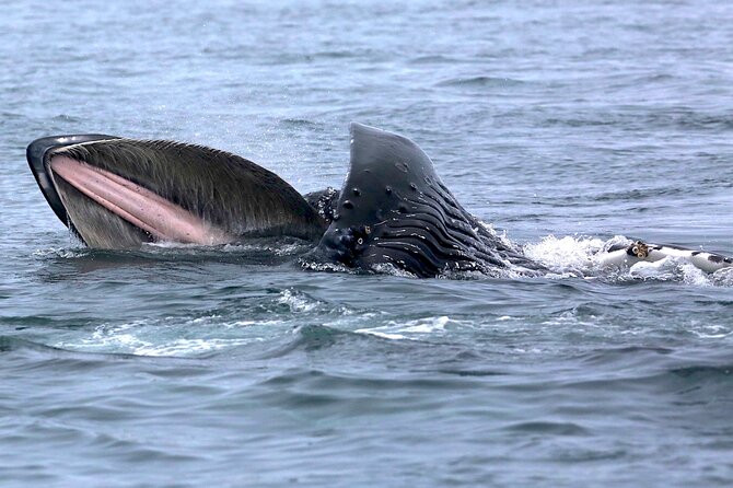 Victoria Whale Watching Cruise with Expert Naturalists - Where you start: Five Star Whale Watching and the first cruise moments