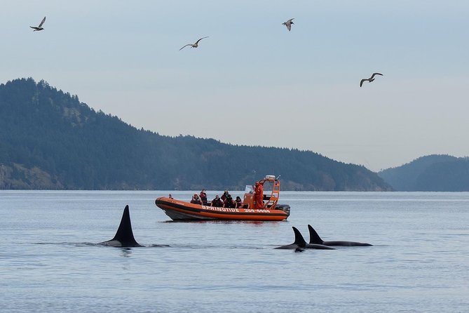 Victoria Whale Watching Tour by Zodiac - Key Things I’d Circle Before You Go