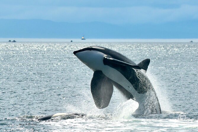 Victoria Whale Watching Tour by Zodiac - Quick Reality Check: What This Zodiac Whale Watch Feels Like
