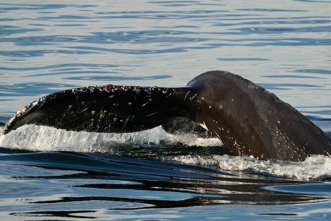 Victoria Whale Watching Tour by Zodiac - What Wildlife You’ll Spot Besides Whales