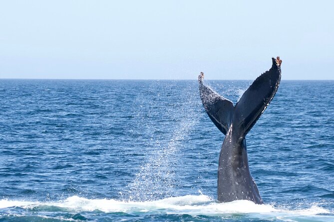 Victoria Whale Watching Tour by Zodiac - Orcas, Humpbacks, Gray Whales, Minke: The Season Factor That Matters