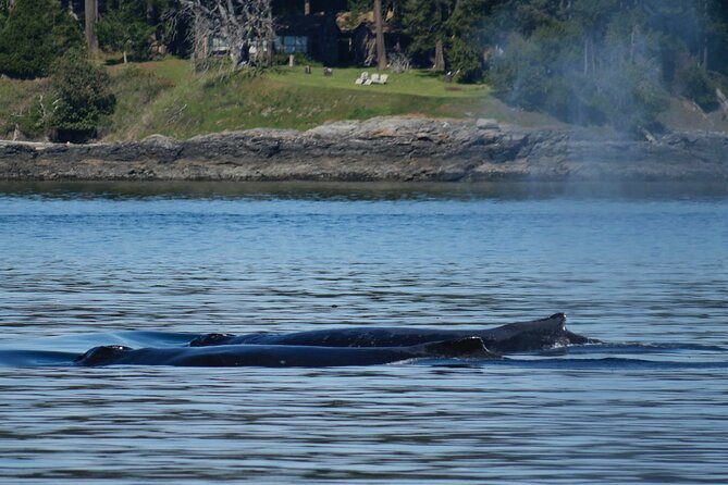 Victoria Whale Watching Tour by Zodiac - How the 3-Hour Experience Stacks Up (And Why People Keep Rebooking)