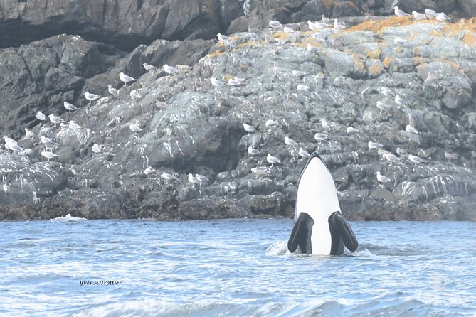 Victoria Whale Watching Tour by Zodiac - Price and Value: What $111.91 Buys You