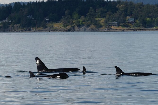 Victoria Whale Watching Tour by Zodiac - Who This Zodiac Tour Works Best For (And Who Should Skip It)