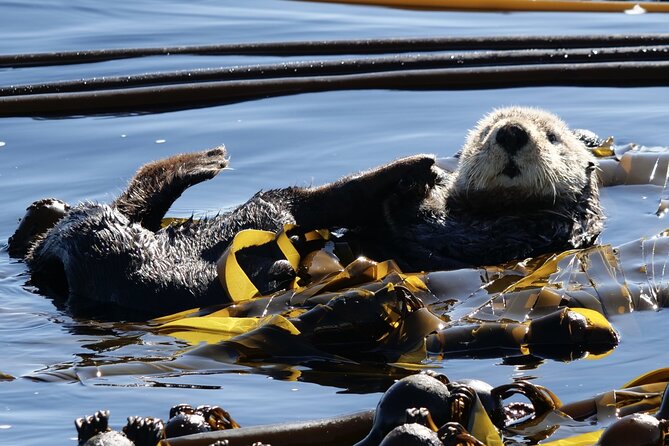 Victoria Whale Watching Tour by Zodiac - The Salish Sea Search: Speed, Spray, and How the Captain Finds Whales