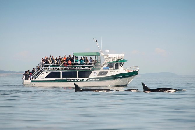 Victoria Whale Watching Tour on a Covered Vessel - Key Points Before You Go