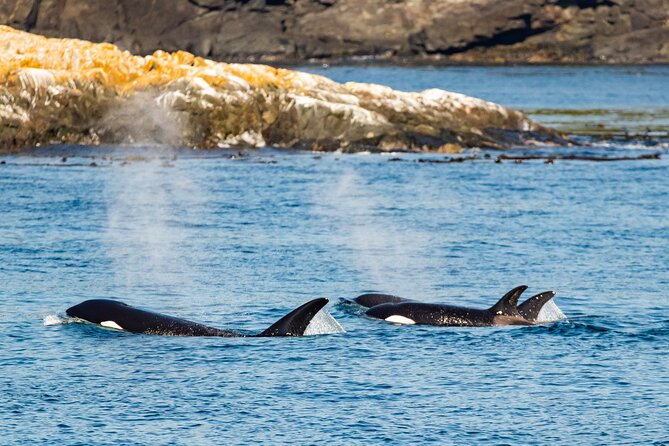 Victoria Whale Watching Tour on a Covered Vessel - Morning vs Afternoon: Picking the Departure That Fits Your Day