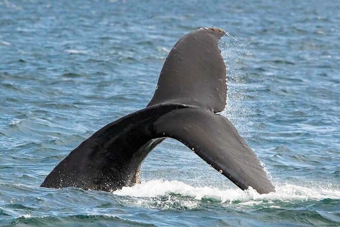 Victoria Whale Watching Tour on a Covered Vessel - What Happens During the 3-Hour Cruise (Without the Fluff)
