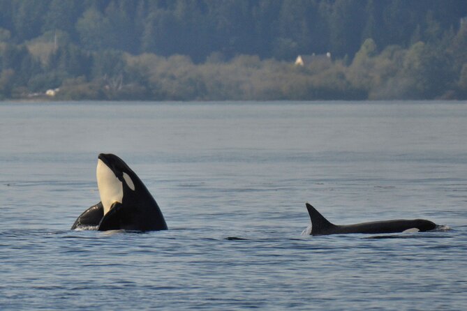 Victoria Whale Watching Tour on a Covered Vessel - Wildlife, Species, and the Chances You’re Really Buying
