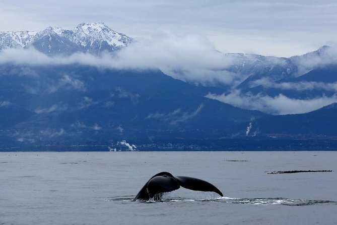 Victoria Zodiac Boat Whale Watching Adventure - Why this Zodiac whale watch feels different in Victoria Harbour