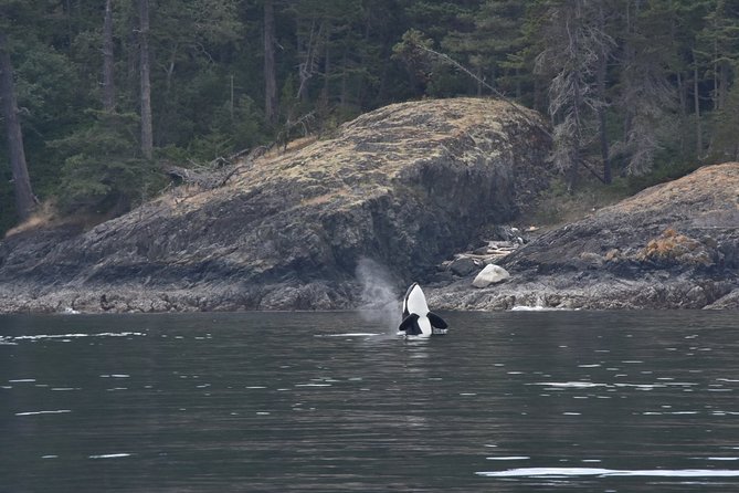 Victoria Zodiac Boat Whale Watching Adventure - Wildlife you can realistically look for: orcas, humpbacks, and minke whales