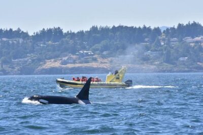 Victoria Zodiac Boat Whale Watching Adventure - Getting ready at 812 Wharf St: suits, safety, and the real meeting flow