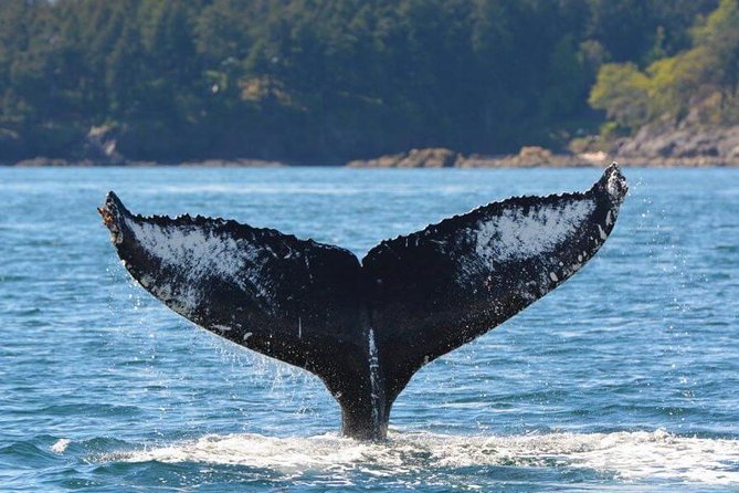 Victoria Zodiac Boat Whale Watching Adventure - Whale sightings guarantee: how to think about it without stress
