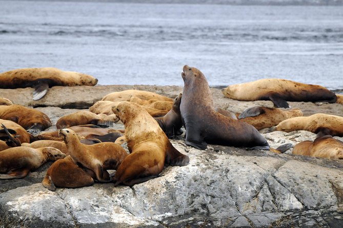 Victoria Zodiac Boat Whale Watching Adventure - Who this tour fits best (and who should reconsider)