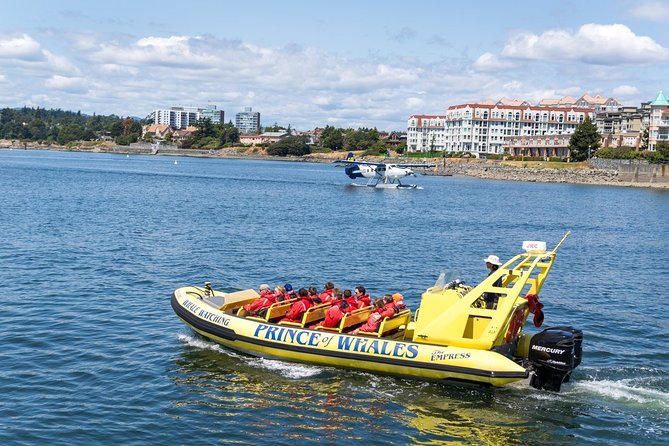 Victoria Zodiac Boat Whale Watching Adventure - Getting the best views: front-row, scanning, and staying comfortable