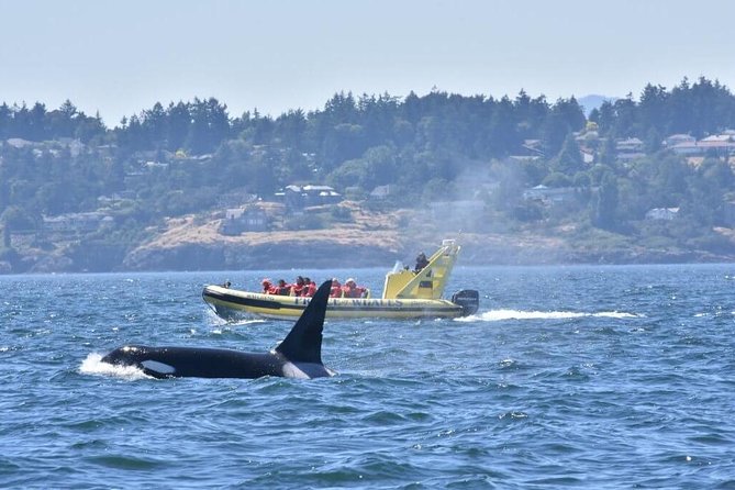 Victoria Zodiac Boat Whale Watching Adventure - Getting ready at 812 Wharf St: suits, safety, and the real meeting flow