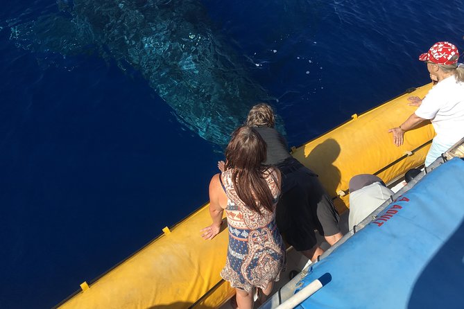 VIP (12 Guests ONLY) Ultimate Whale Watch - Key things to love about this VIP whale watch