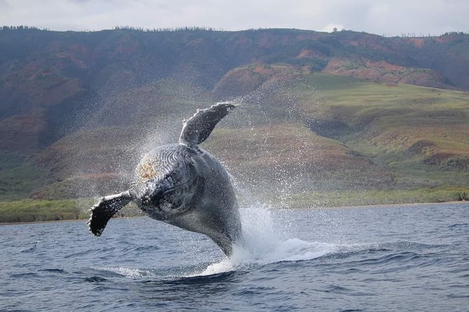 VIP (12 Guests ONLY) Ultimate Whale Watch - The VIP difference: why 12 guests changes everything