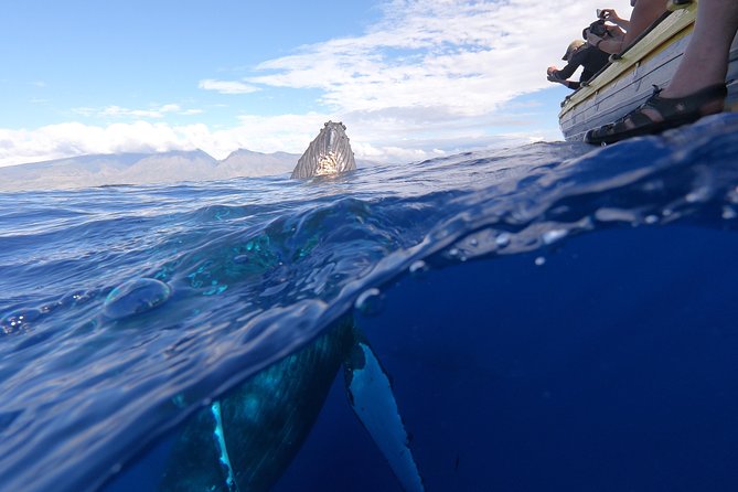 VIP (12 Guests ONLY) Ultimate Whale Watch - Onboard naturalist talks: whale biology you can actually use