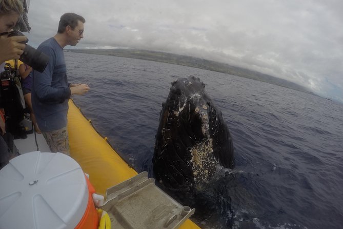 VIP (12 Guests ONLY) Ultimate Whale Watch - Seeing whales up close: what the crew goes looking for