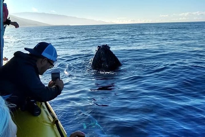 VIP (12 Guests ONLY) Ultimate Whale Watch - The Dec–Apr whale-sighting guarantee (and how go-again-for-free helps)