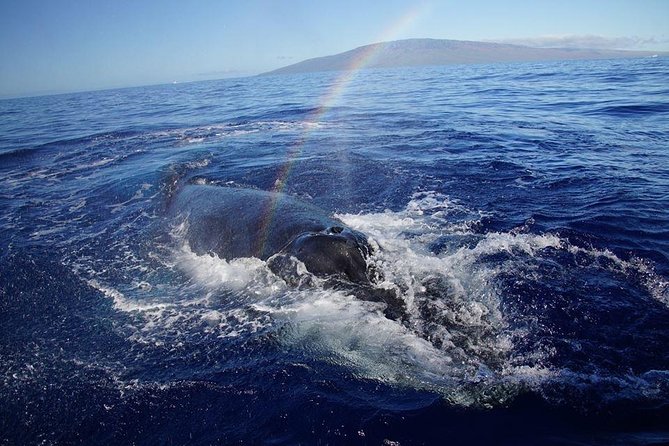 VIP (12 Guests ONLY) Ultimate Whale Watch - Photos, whale song, and the timing of your camera moments