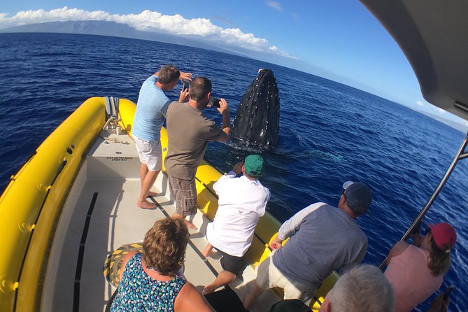VIP (12 Guests ONLY) Ultimate Whale Watch - Weather, wind, and seasickness: what you should consider before you book
