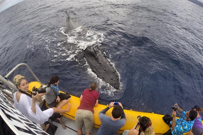 VIP (12 Guests ONLY) Ultimate Whale Watch - The raft ride itself: fast, safe, and yes, a little rough