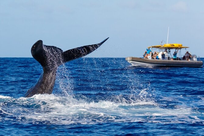 VIP Premiere Whale Watch Kaanapali Beach MAX 12 PASSENGERS - Price and value: is $129 worth it for Maui whale watching?