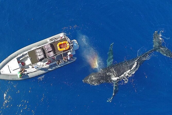 VIP Premiere Whale Watch Kaanapali Beach MAX 12 PASSENGERS - What’s included vs. what you should pack (so you’re not stuck)