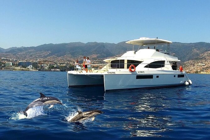 VipDolphins Luxury Whale Watching - Key points at a glance