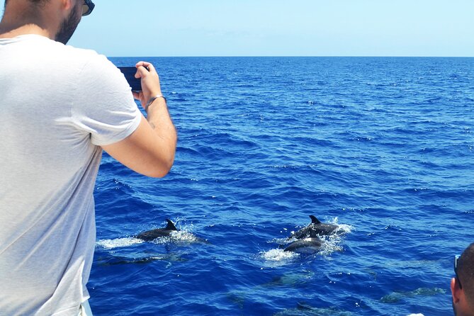 VipDolphins Luxury Whale Watching - Who should book this Madeira whale-watching cruise (and who should reconsider)