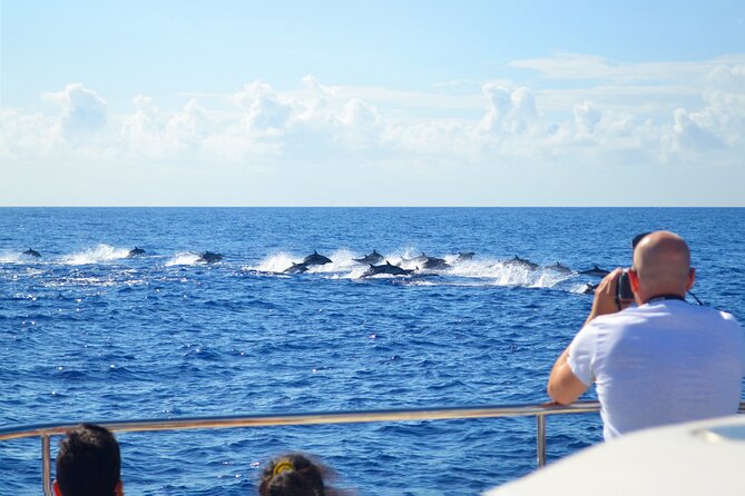 VipDolphins Luxury Whale Watching - Price and value: is $95.53 a good deal?