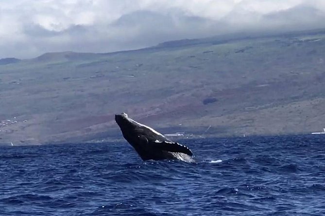 Waikiki Deluxe Catamaran Whale Watch - Kewalo Basin to Waikiki: where your whale hunt actually begins