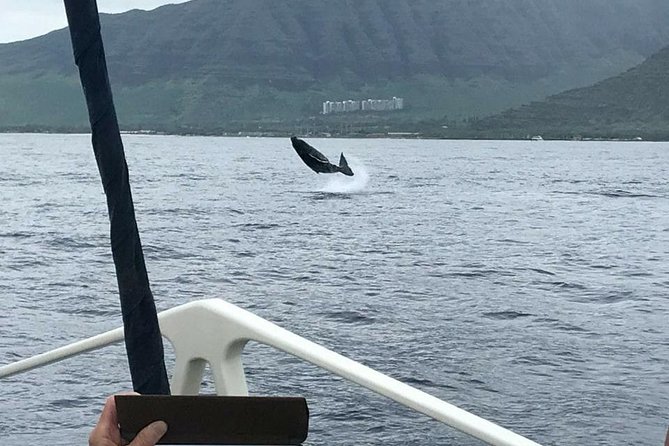 Waikiki Deluxe Catamaran Whale Watch - Humpback whales in Hawaii: what the crew looks for