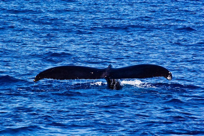 Waikiki Deluxe Catamaran Whale Watch - Food and drinks reality check: snacks, lunch, and what’s not included